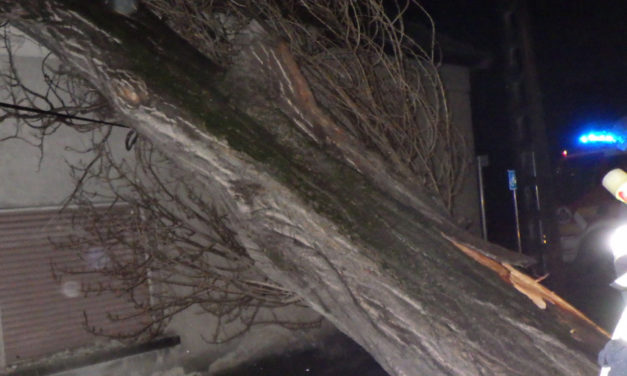 Kicsavart fa, megrepedt házfal, viharkárok Fejérben