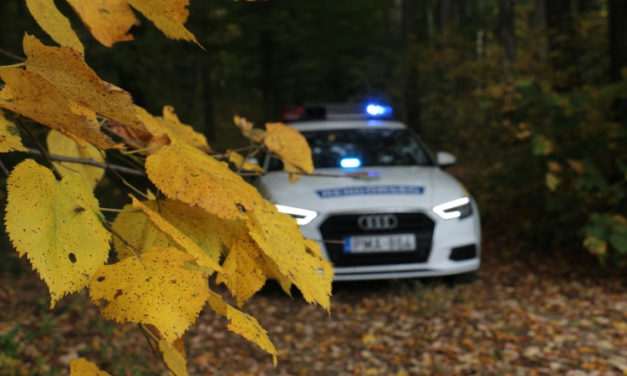 Eltévedt, megijedt a vaddisznótól, rendőrök mentek érte