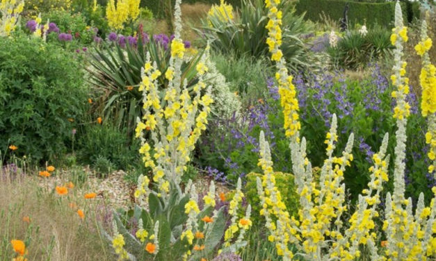 Kronosz növénye: az ökörfarkkóró