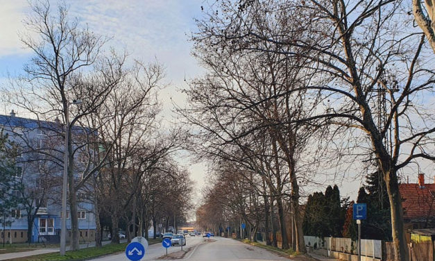 Hétfőtől indul a Királysori platánok gallyazása