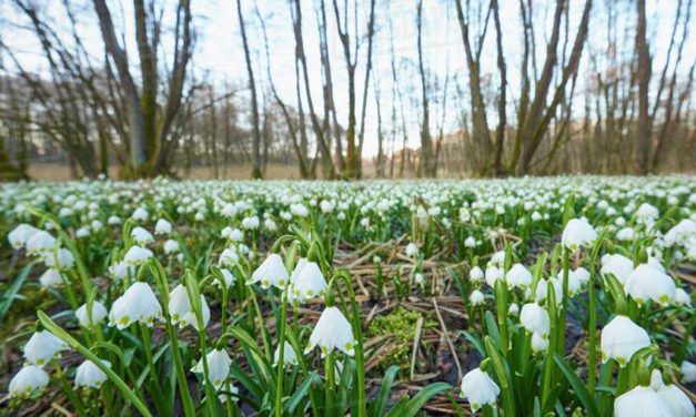 Tavaszi tőzike: az első napsütés hírnöke