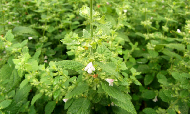 Depresszióra, stresszre és alvászavarokra is jó a citromfű