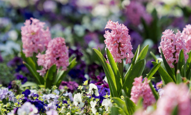 Jácint: a kert egyik legaromásabb virága