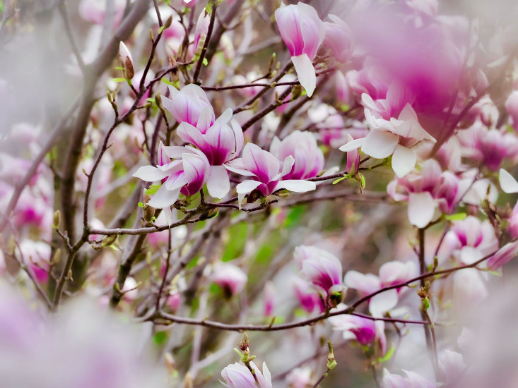 Liliomfa_Magnolia_virag_jo