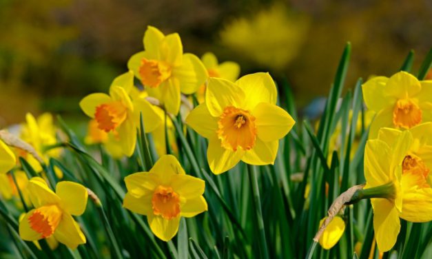 Kis nárciszhatározó: hogy csodás virágaid legyenek!