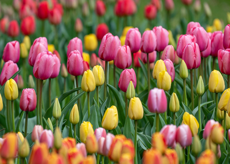 Tulipan2_virag_jo
