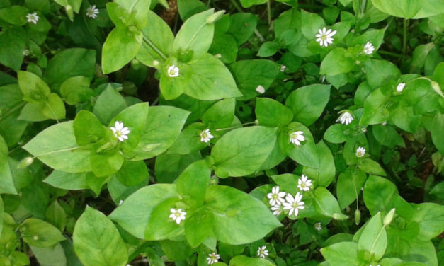 Szemölcs, köhögés, emésztési zavarok – ezekre is jó a tyúkhúr