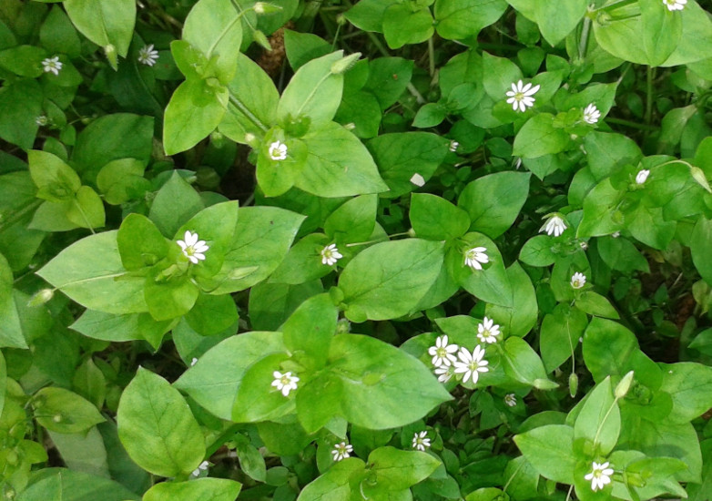 Tyukhur_virag_noveny_jo