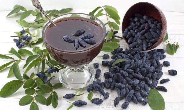 Mi fán terem a szibériai mézbogyó?