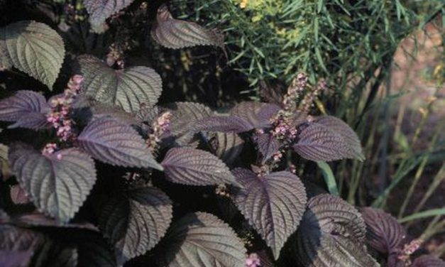 Kínai bazsalikom: dísznövény, gyógynövény és fűszer is egyben