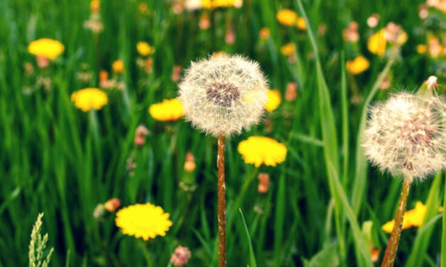 Kóstold meg a pitypangot, ha gyógyulni szeretnél