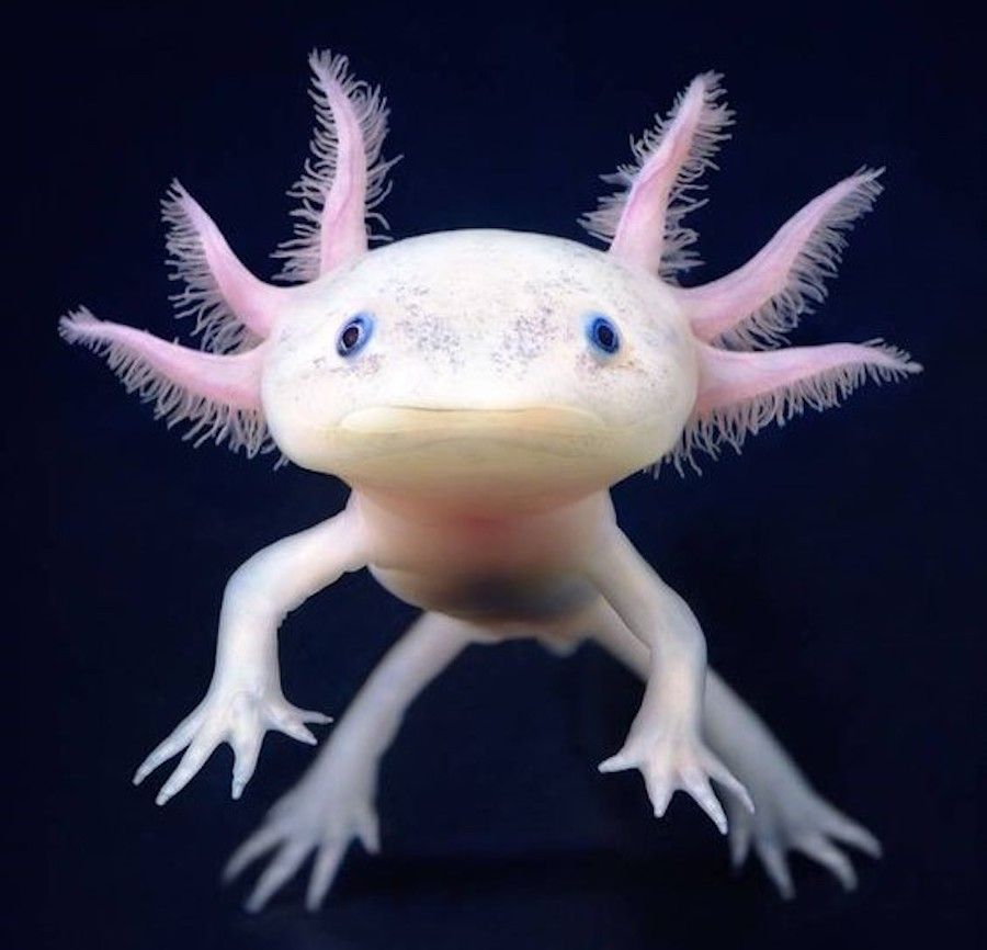 Axlotl_1_jo