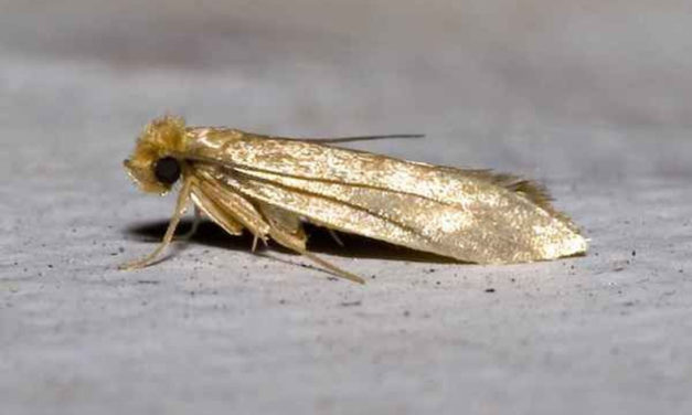 Mit tegyünk, ha támadnak a molyok?