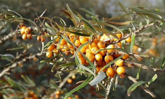 Homoktövis – Ehetjük, ihatjuk, s még magunkra is kenhetjük!