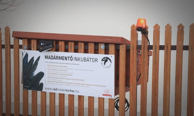 Inkubátorban fogadja a sérült madarakat a Vadmadárkórház
