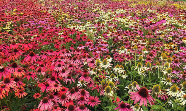 Immunerősítés kasvirággal!