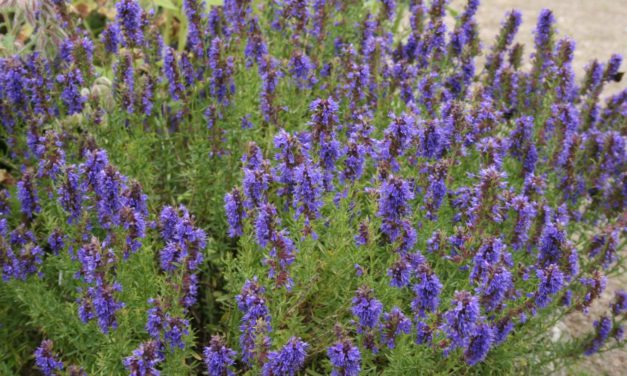 Kerti izsóp: szép, hasznos, és különleges igényei sincsenek