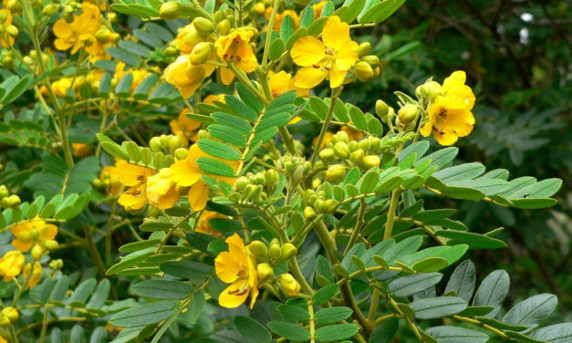 Székrekedés ellen: szennalevél