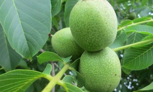 Ilyen csodák történnek a külsőddel, ha diólevél főzetet iszol!