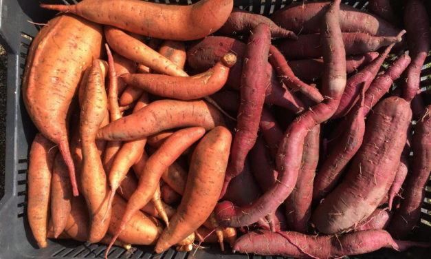 Amit a batátáról tudni érdemes