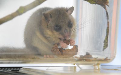 Vadvasárnap holnap a Sóstó Vadvédelmi Központban
