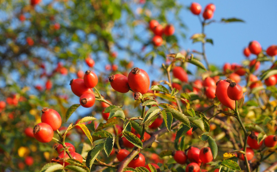 Csipkebogyo_gyogynov_jo