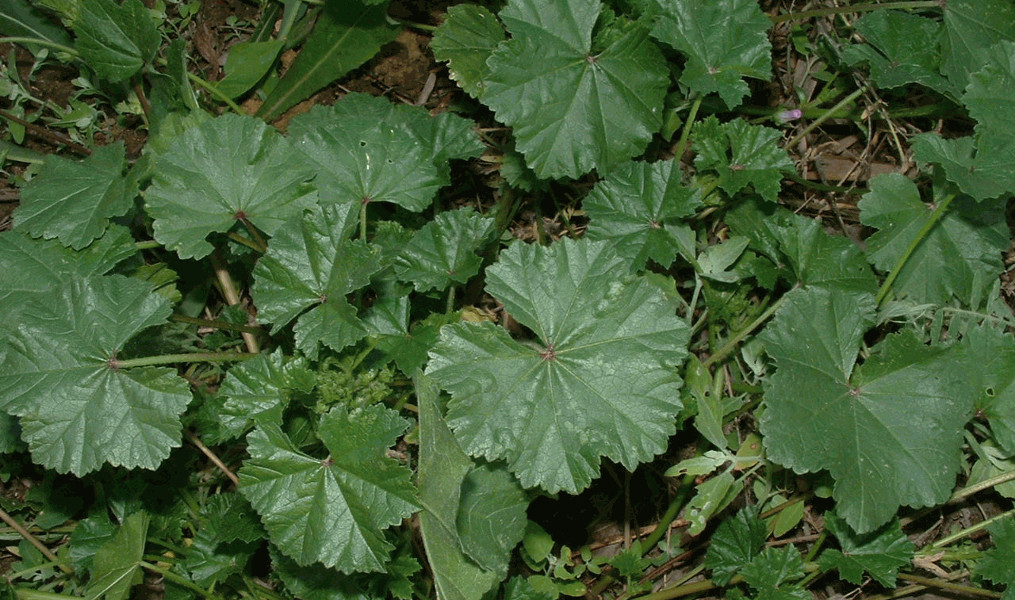 Gyogynoveny_papsajt_jo