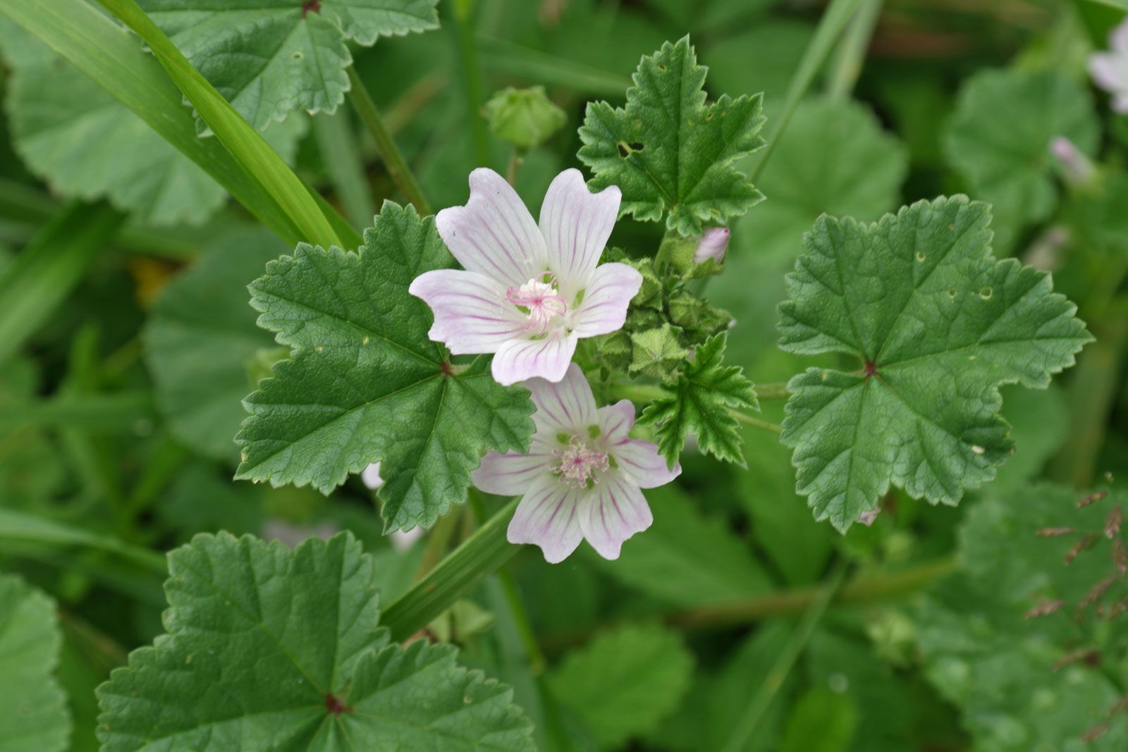 Papsajt_gyogynoveny_jo