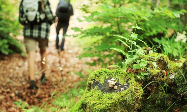 Pátkán folytatódnak a Herbarius túrák május 14-én, vasárnap