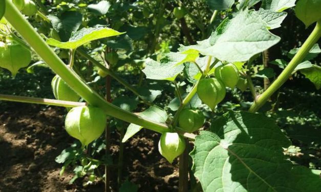 Íme egy „szupertáplálék”!