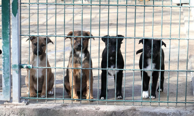 Nyári tábor a Fehérvári Állatotthonban – még lehet jelentkezni