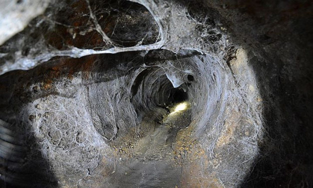 Szerdán kezdődik az őszi rágcsálóirtás a főbb vízfolyások mellett