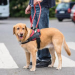 Szemléletformáló program a vakvezetőkutyák világnapján