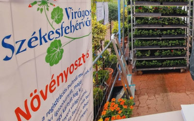 Virágos Székesfehérvár 2027: mától lehet jelentkezni – virágokra, esővízgyűjtőre, fecskefészekre, madárodúra és denevérodúra lehet pályázni