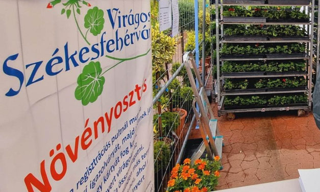 Virágos Székesfehérvár – 81 ezer tő virágot osztanak ki május végéig
