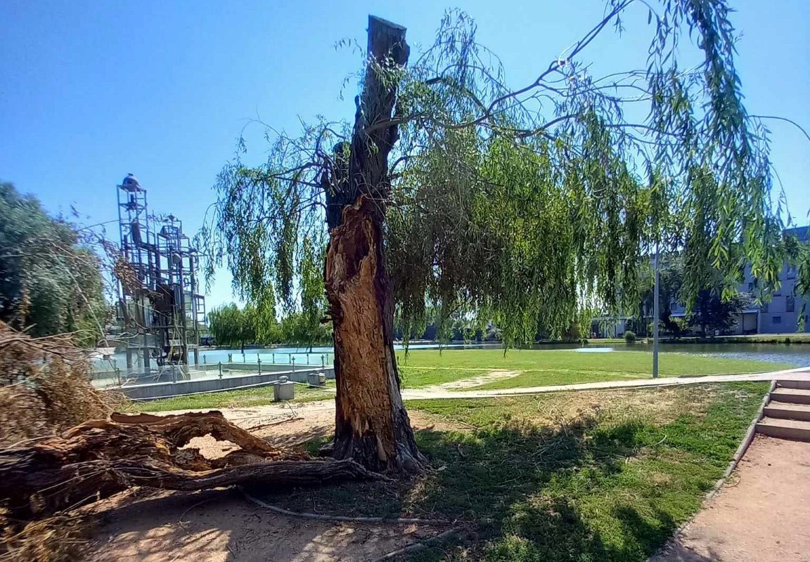 Csonakazo_to_mehek_fuzfaban