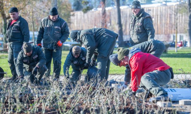 Elkezdődött mintegy hatezer tő rózsa ültetése a Rózsa ligetben