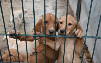 Örökbefogadó és nyílt napot tartanak szombaton az ASKA menhelyen