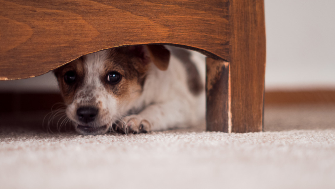 Kutya_felelem_petarda_szilveszter