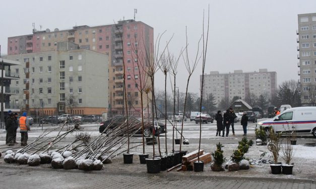 LOMBkoronás Székesfehérvár – december első hetében osztják ki a fákat