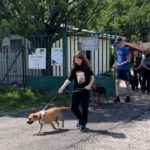 Szombaton ismét lesz csoportos kutyasétáltatás a HEROSZ-nál