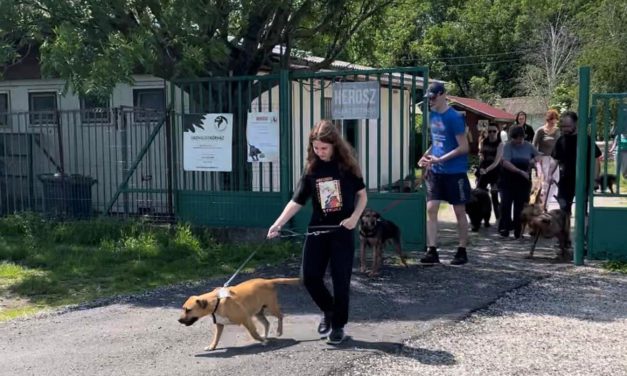 Szombaton ismét lehet kutyát sétáltatni a HEROSZ-nál