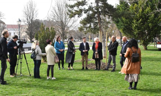 Születés fája – egy újabb csemete az újszülöttekért