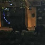 Vadmalacok a Budai úti éjszakában!