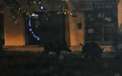 Vadmalacok a Budai úti éjszakában!