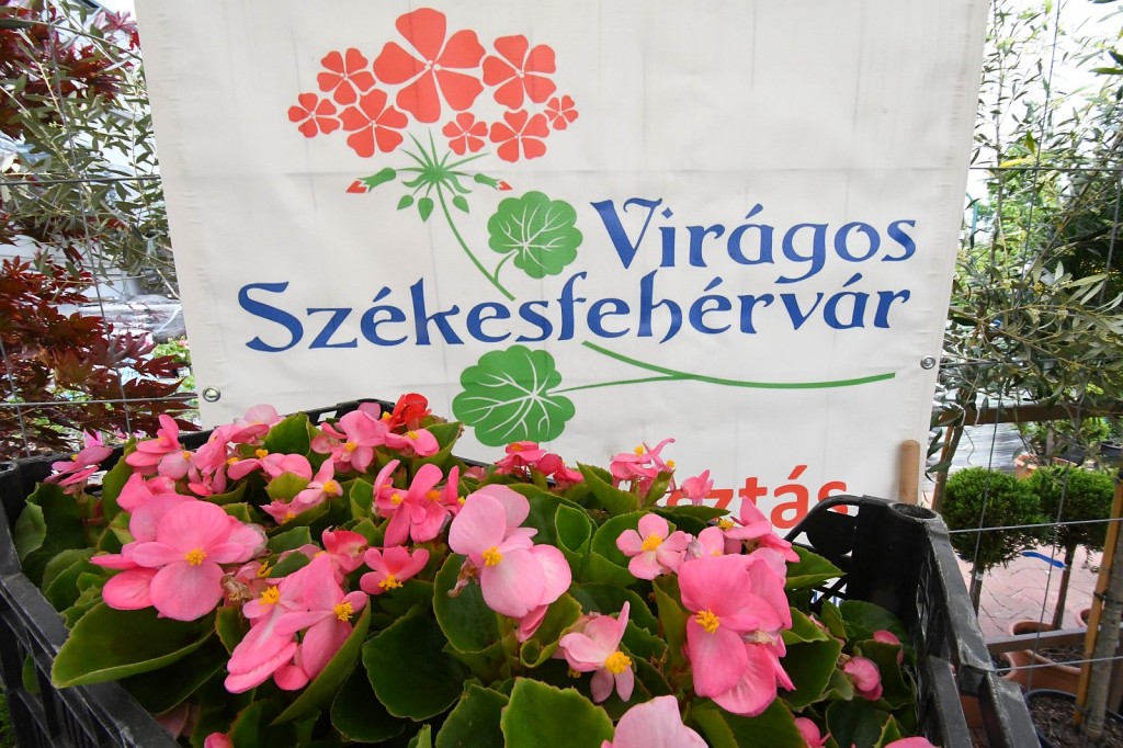 Viragos_Szfv24_viragosztas1