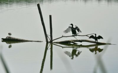 Ünnepi madárgyűrűzés vasárnap a Sóstón