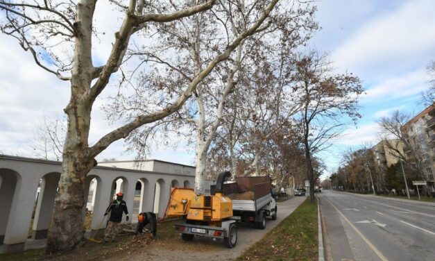 Ifjító metszést kapnak a Szabadságharcos úti platánfák