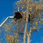 Metszési és gallyazási munkálatokat végez Börgöndön és Sóstón az E.ON