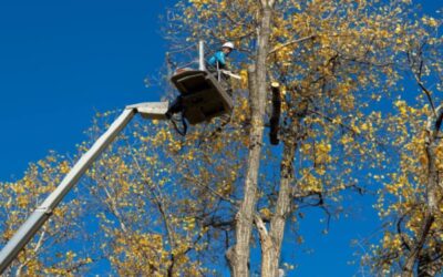 Metszési és gallyazási munkálatokat végez Börgöndön és Sóstón az E.ON